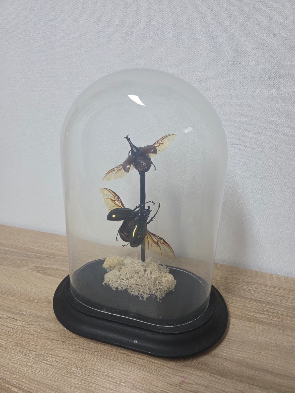 Calcosoma Molankampi & Calcosoma Molankampi