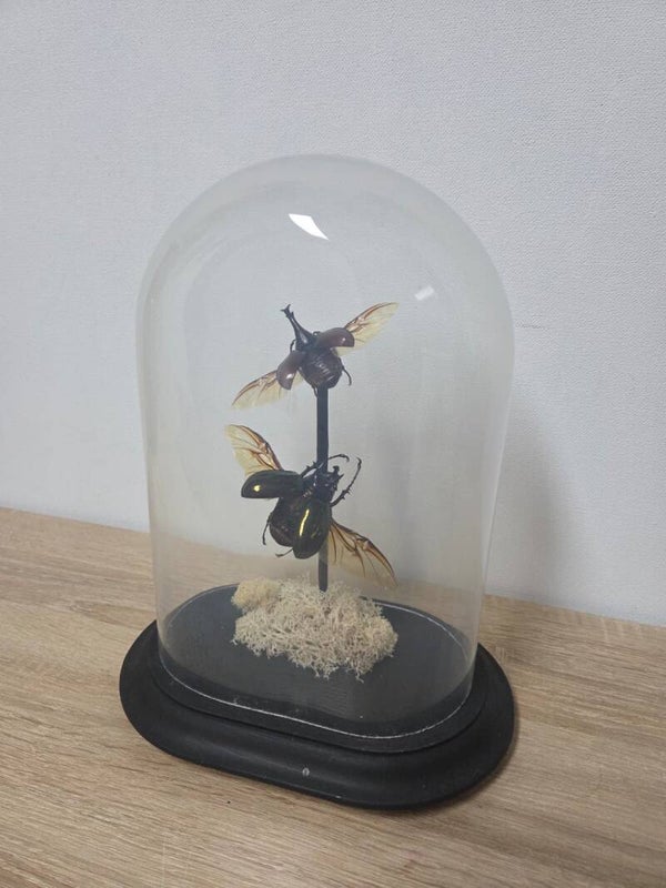 Calcosoma Molankampi & Calcosoma Molankampi