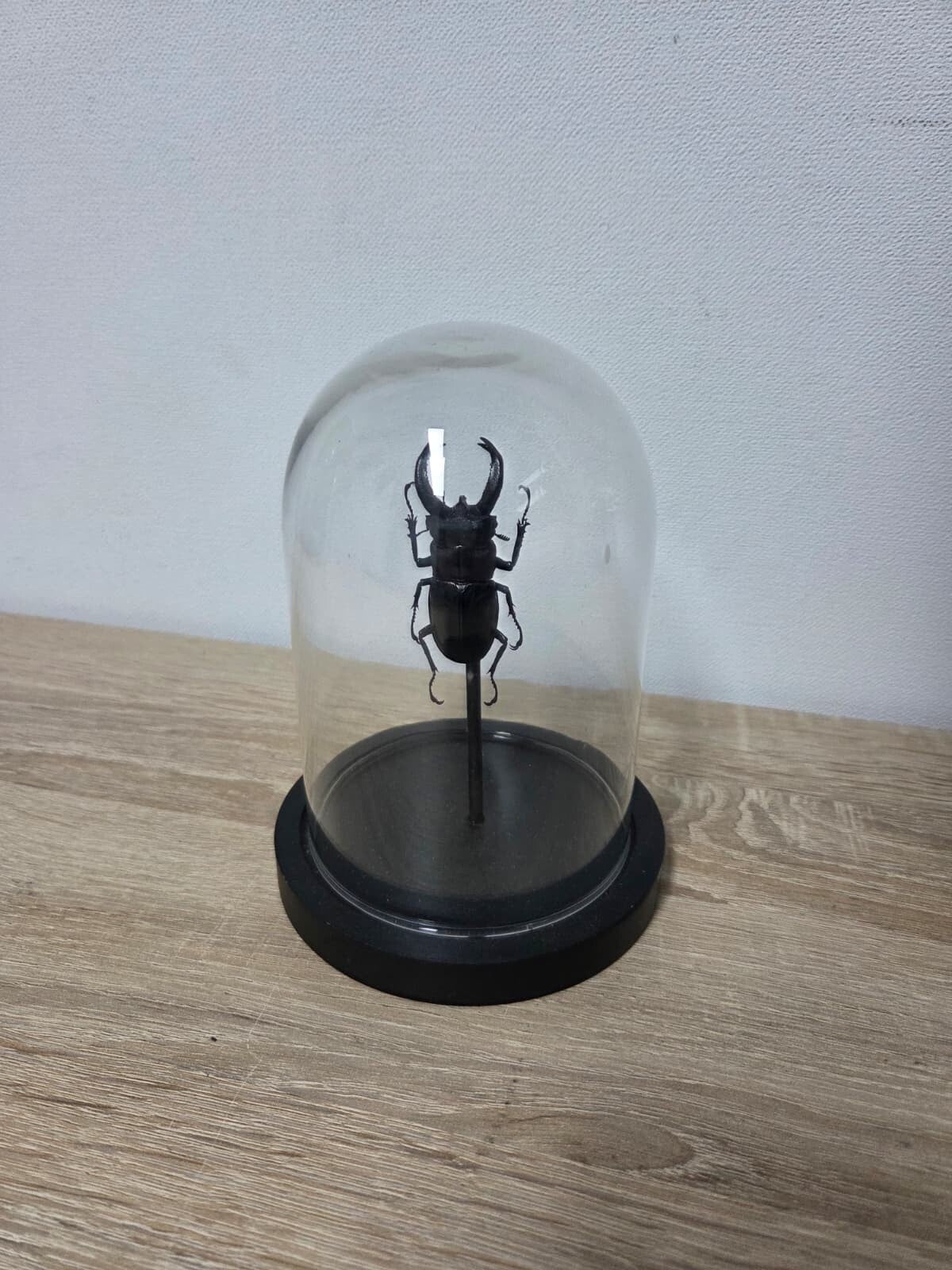 Lucanus cervus, Vliegend hert