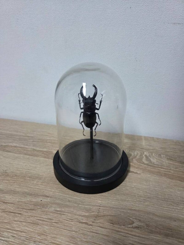 Lucanus cervus, Vliegend hert