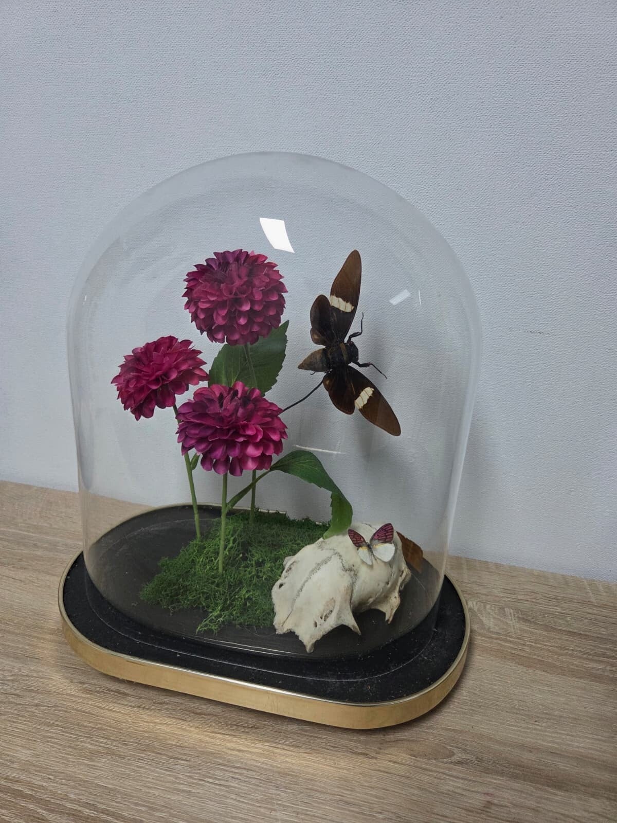 Colotis zoe & schedel ree & Cryptotympana Aquila