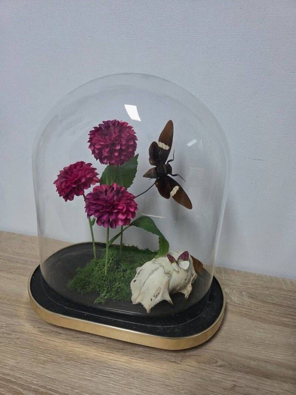 Colotis zoe & schedel ree & Cryptotympana Aquila