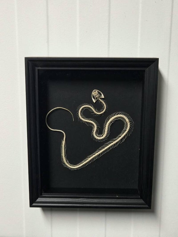 Slangen skelet, Trimeresurus albolabris, Witlipbamboeadder