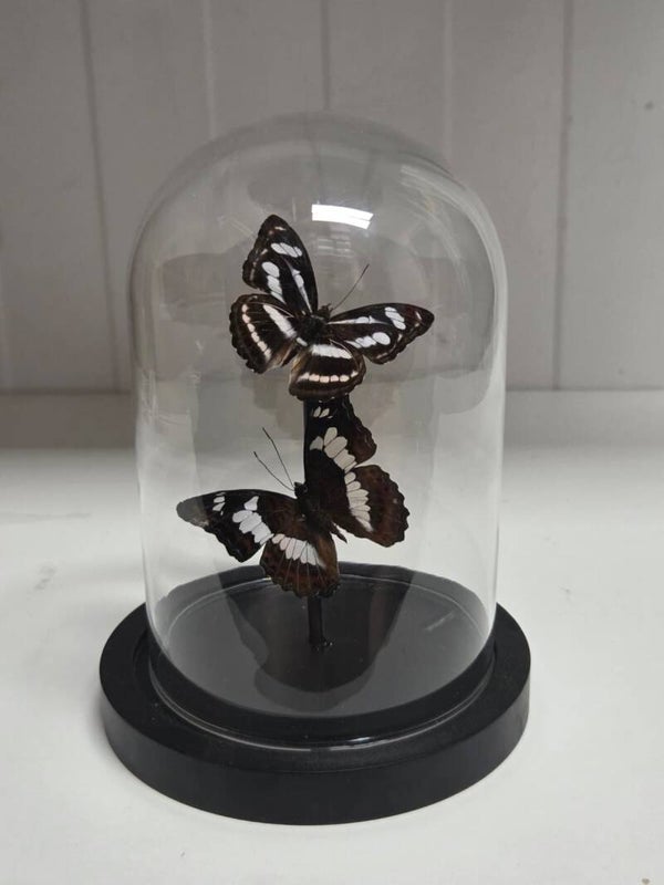 Neptis sp. ,