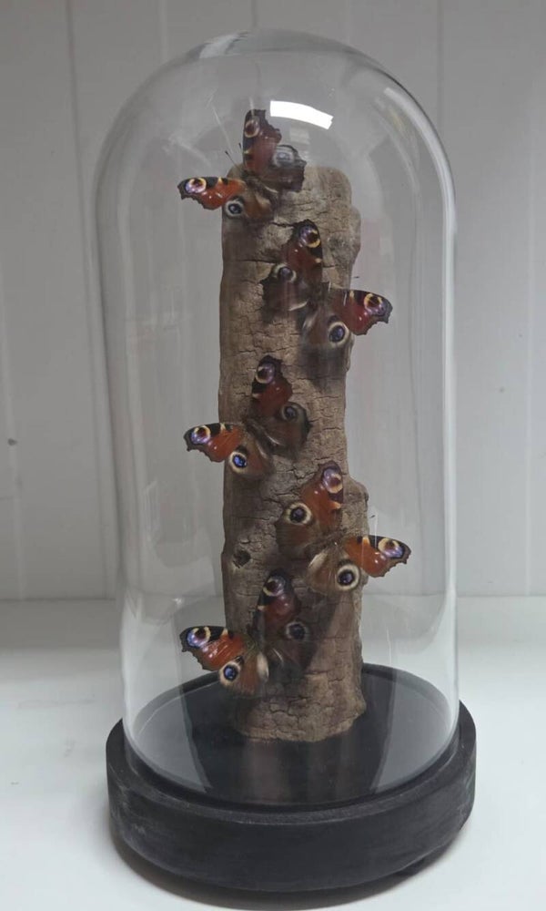 Dagpauwogen, Aglias io