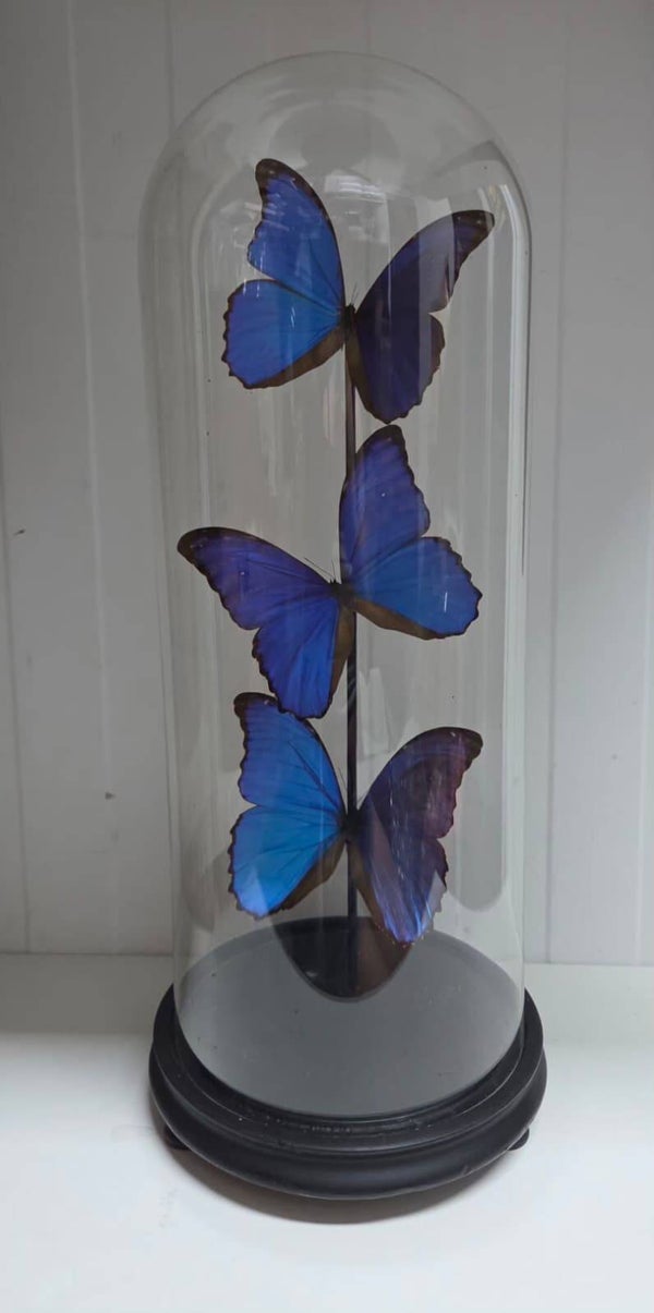3 x Morpho didius