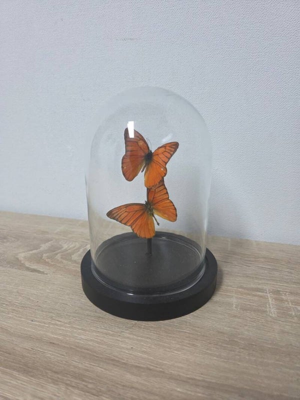 Appias nero, Orange albatross