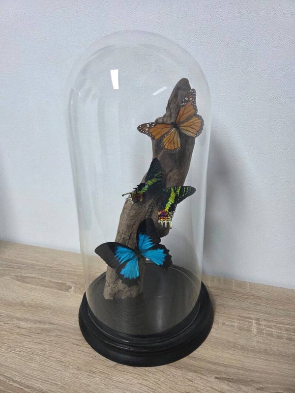 Papilio ulysses, Urania ripheus, Danaus Plexipplus