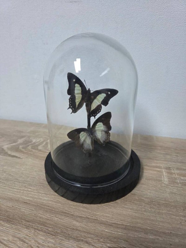 Polyura Moori & Polyura Athamas