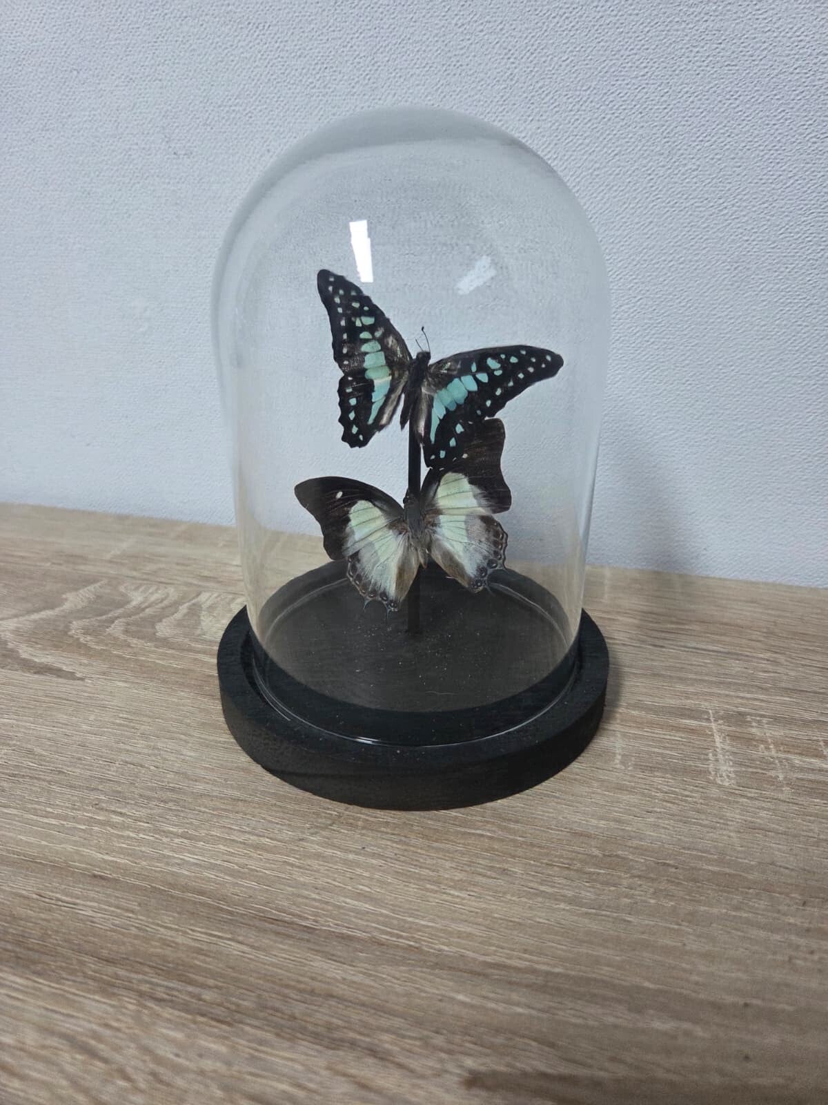 Graphium sarpedon & Polyura Moori