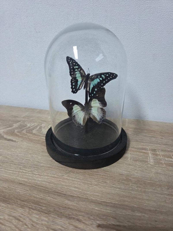 Graphium sarpedon & Polyura Moori