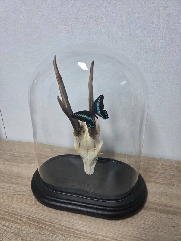 Ree gewei & Graphium Milon anthedon