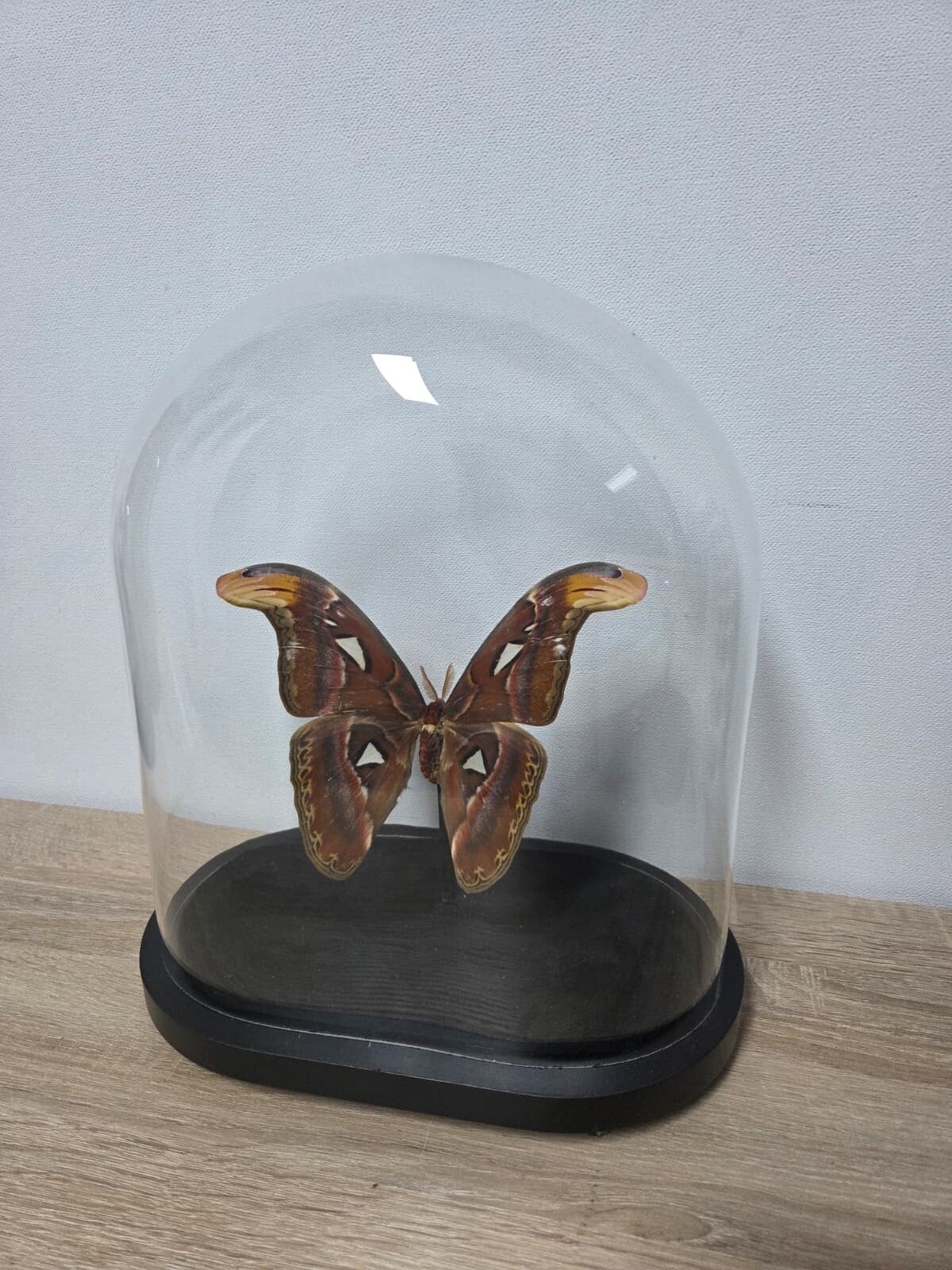 Attacus atlas, atlas vlinder