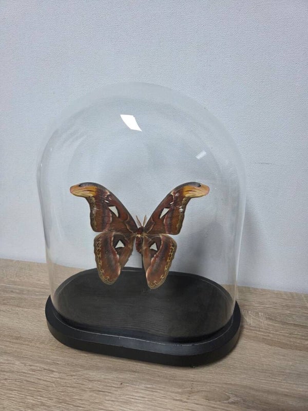 Attacus atlas, atlas vlinder