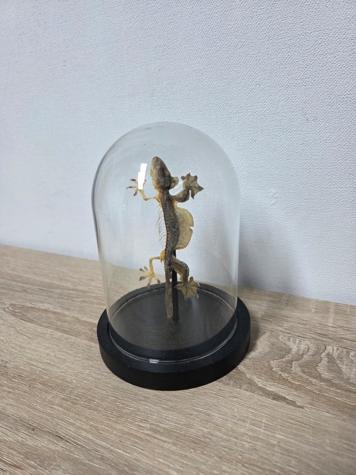 Ptychozoon kuhli, Vliegende gekko