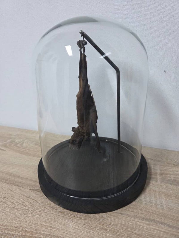 Rousettus Leschenaulti