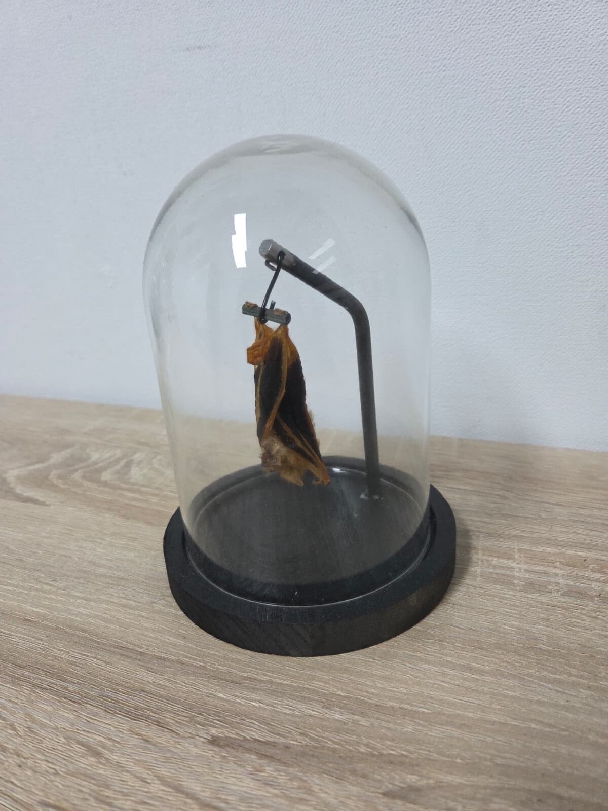 Kerivoula picta, Gouden vleermuis