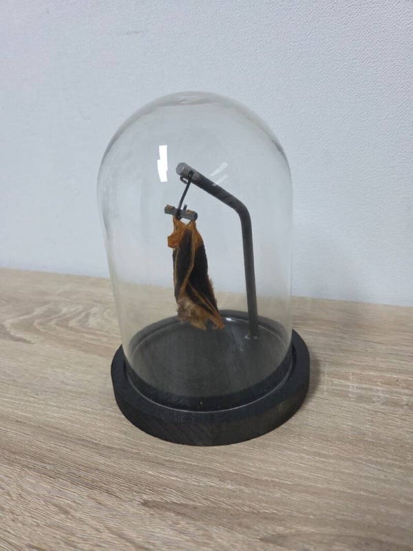 Kerivoula picta, Gouden vleermuis