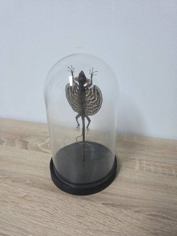 Draco Haematopogon, Vliegend draakje