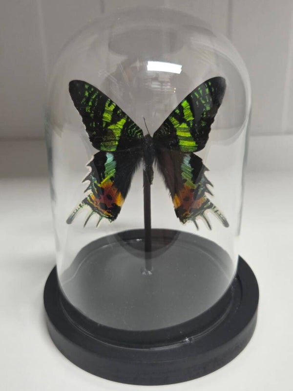 Urania ripheus, Madagaskar dagpauwoog