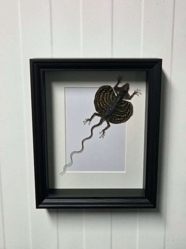 Draco volans, Vliegend draakje