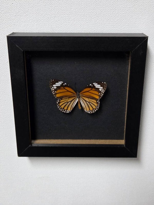 Danaus Plexippus, Monarch vlinder