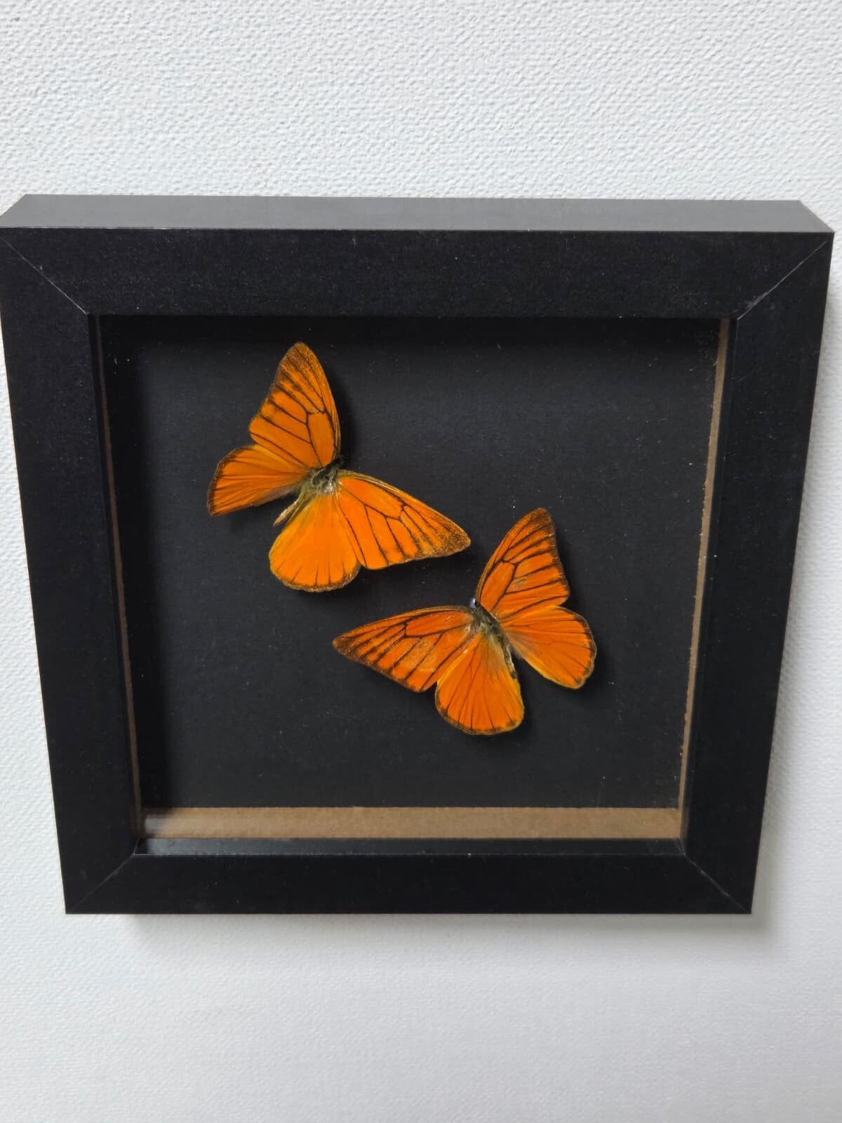 Appias nero, Oranje albatross