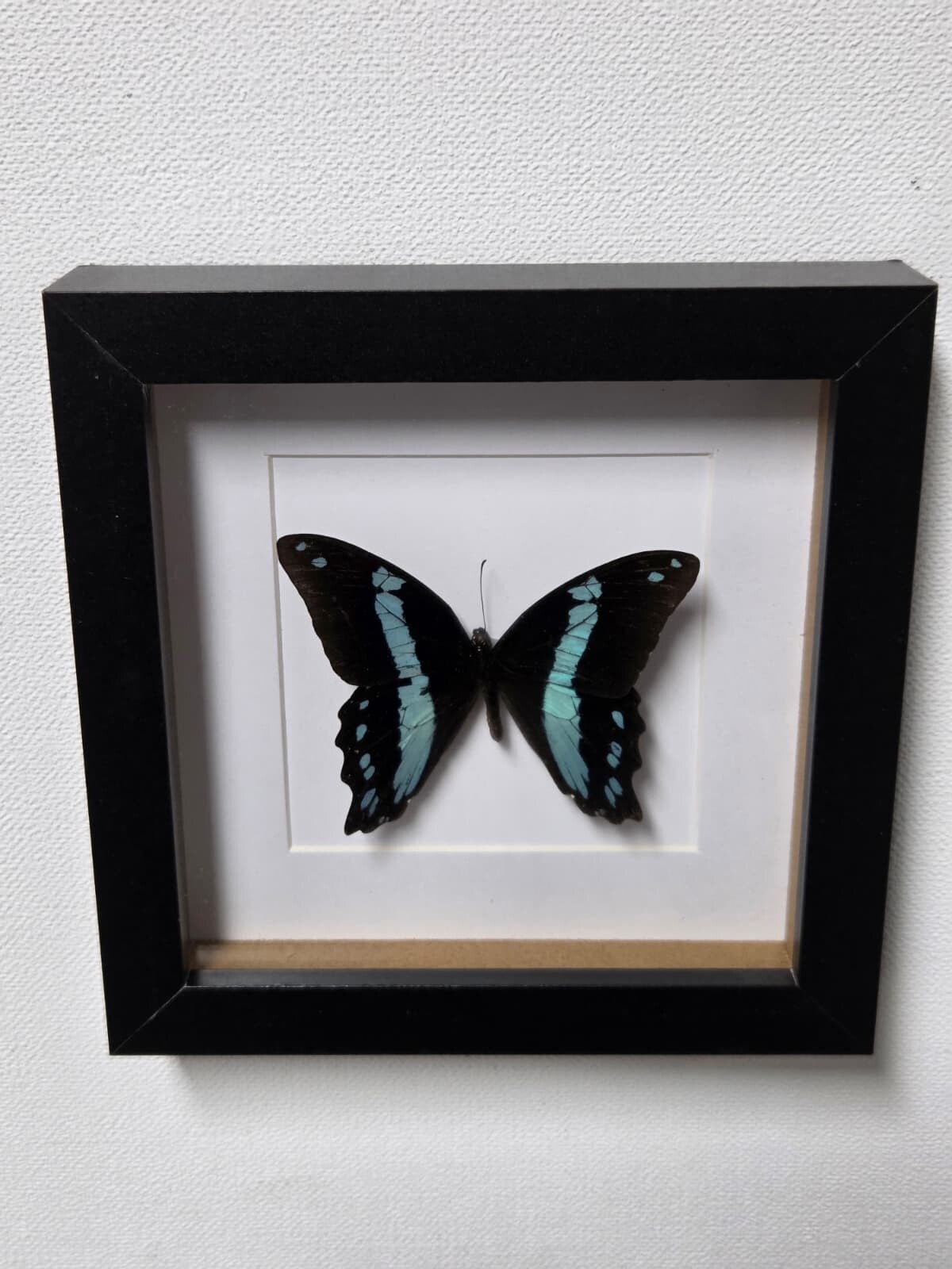 Papilio nireus, Blue Banded Swallowtail