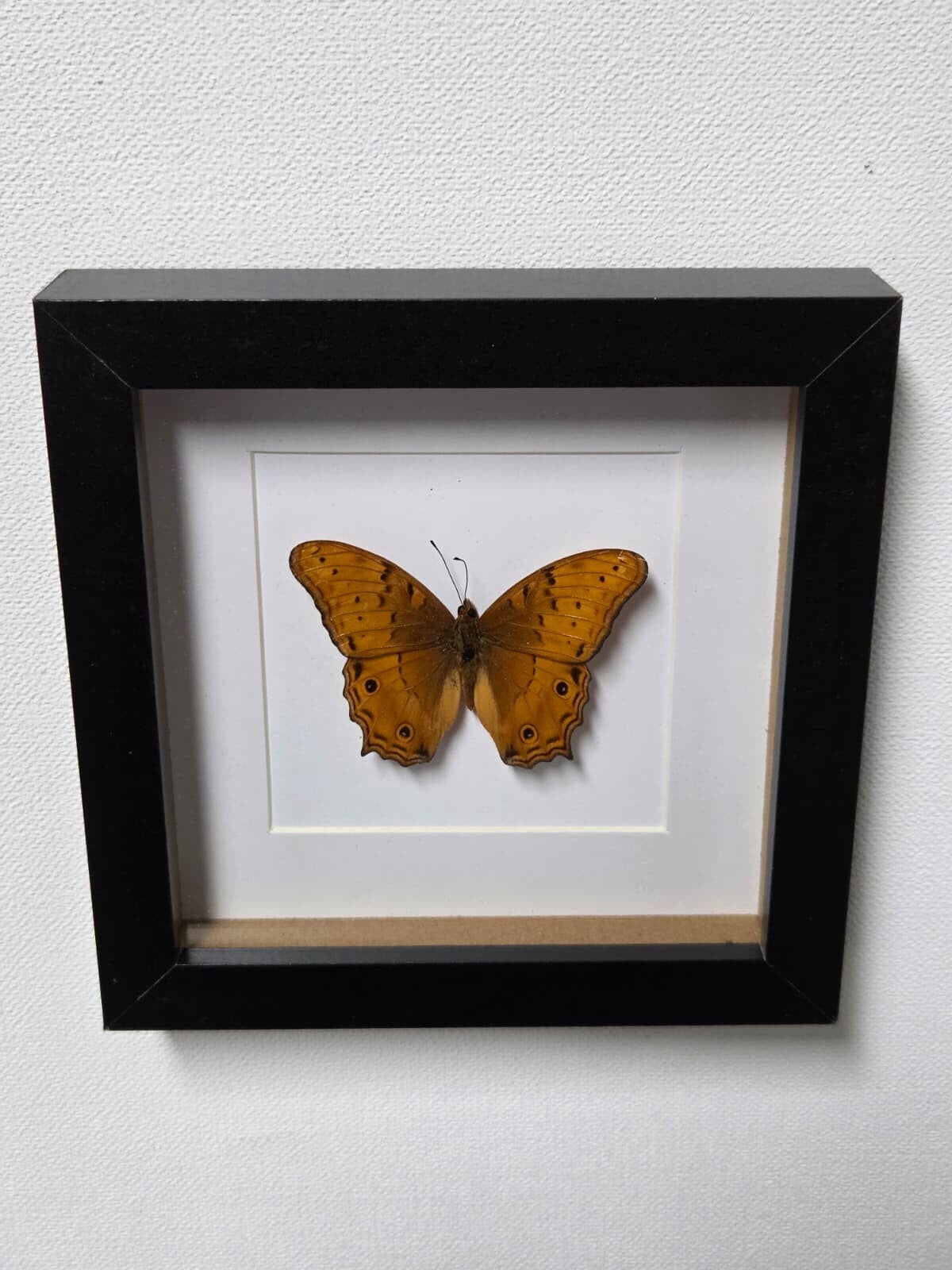 Vindula arsinoe, Cruiser vlinder