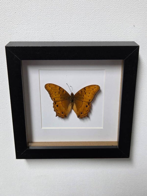 Vindula arsinoe, Cruiser vlinder