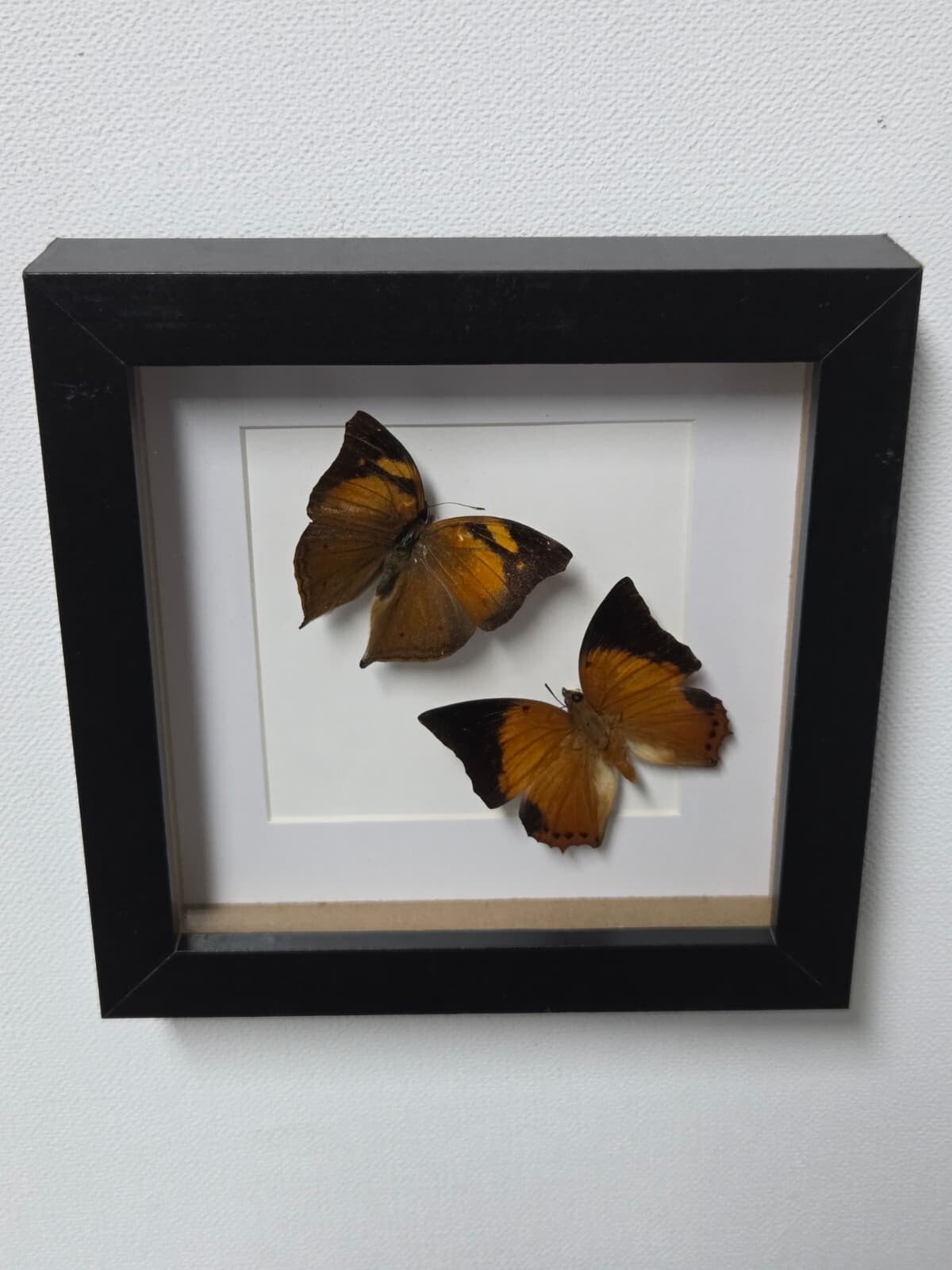 Doleschallia bisaltide, Autumn leaf & Charaxes bernardus