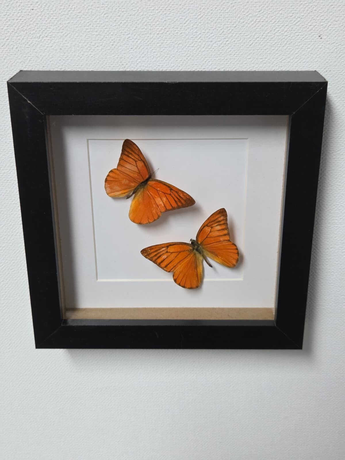 Appias nero, Oranje albatross