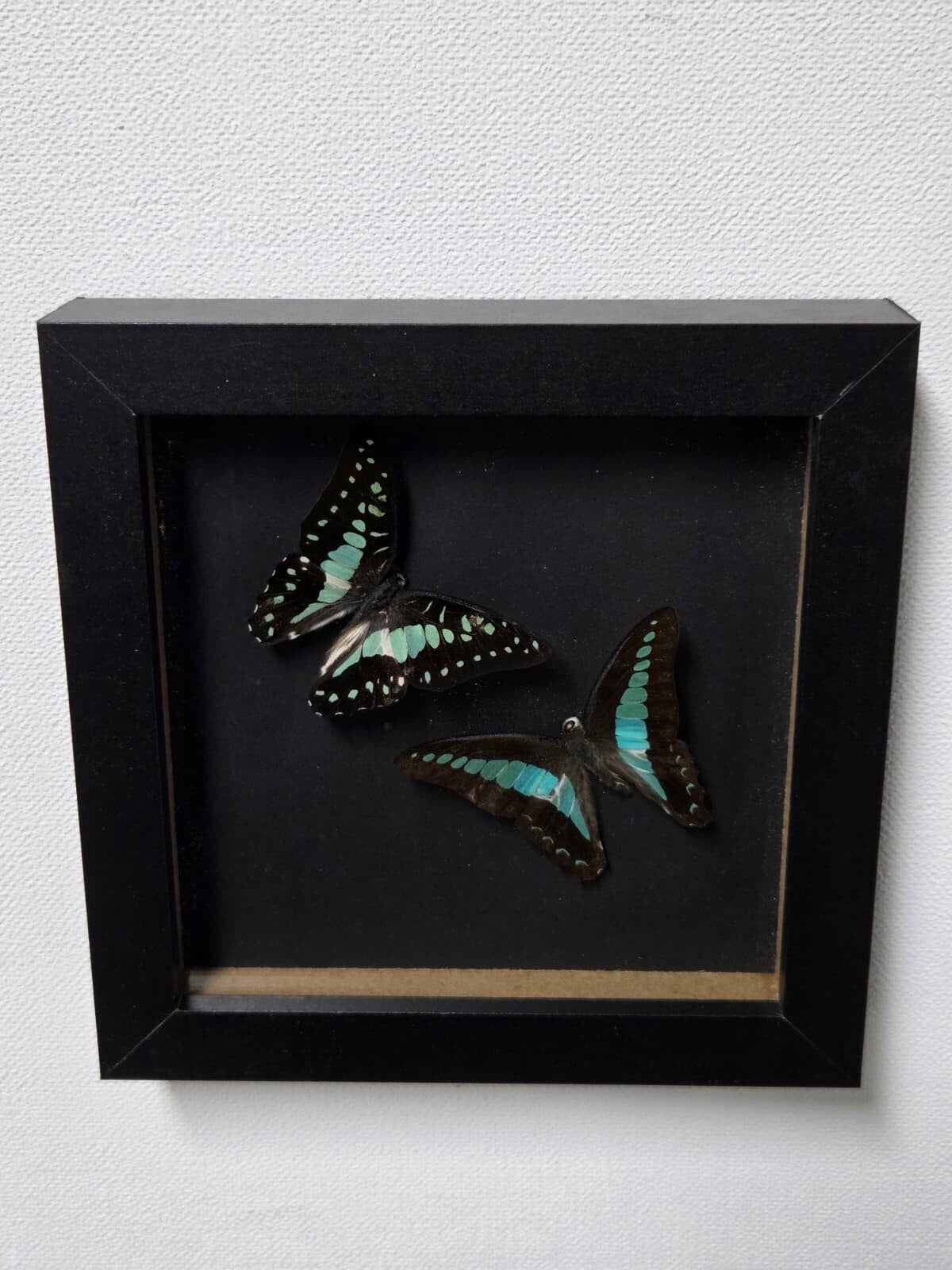 Graphium doson & Graphium sarpedon