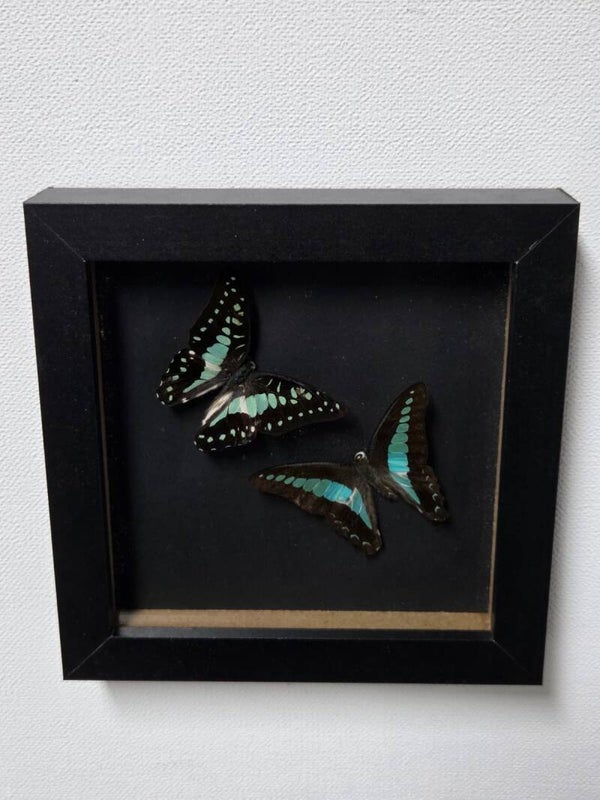 Graphium doson & Graphium sarpedon