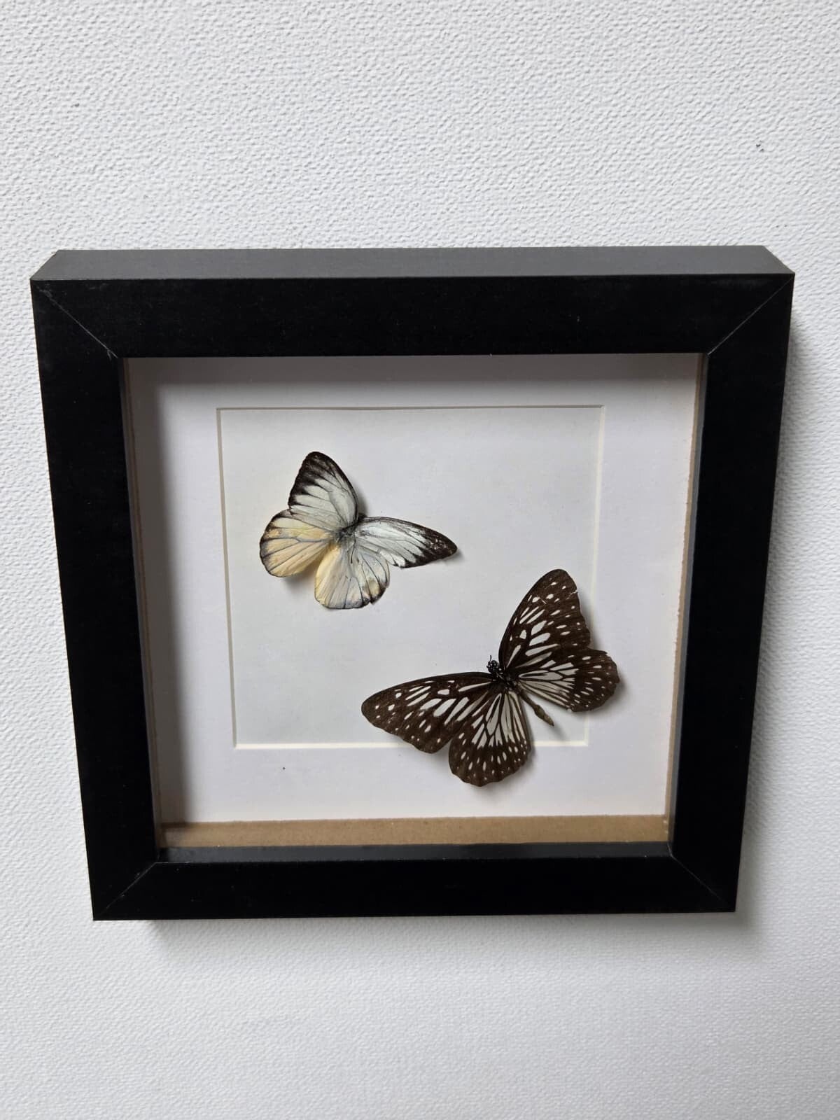 Delias hyparete & Tirumala hamata