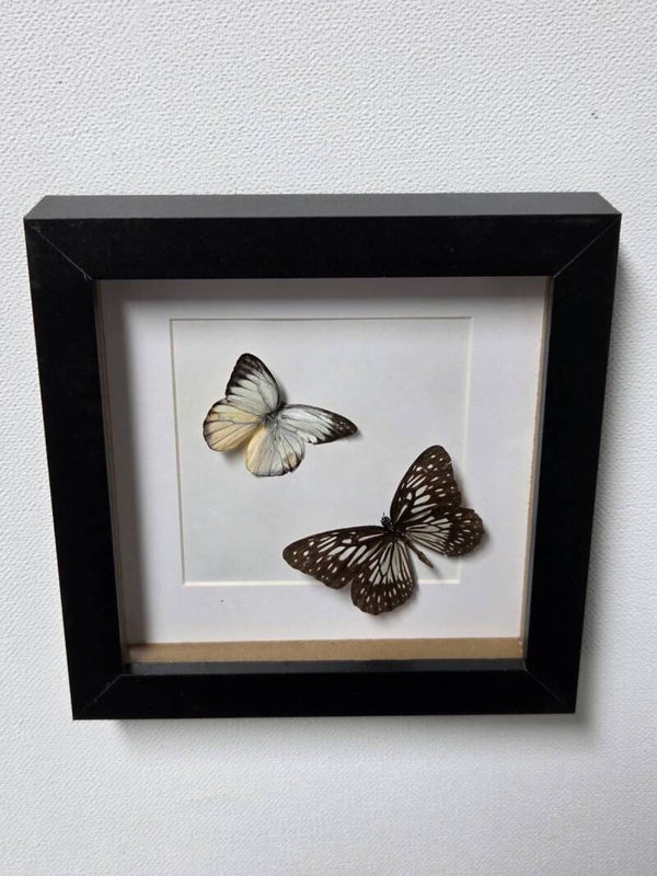 Delias hyparete & Tirumala hamata