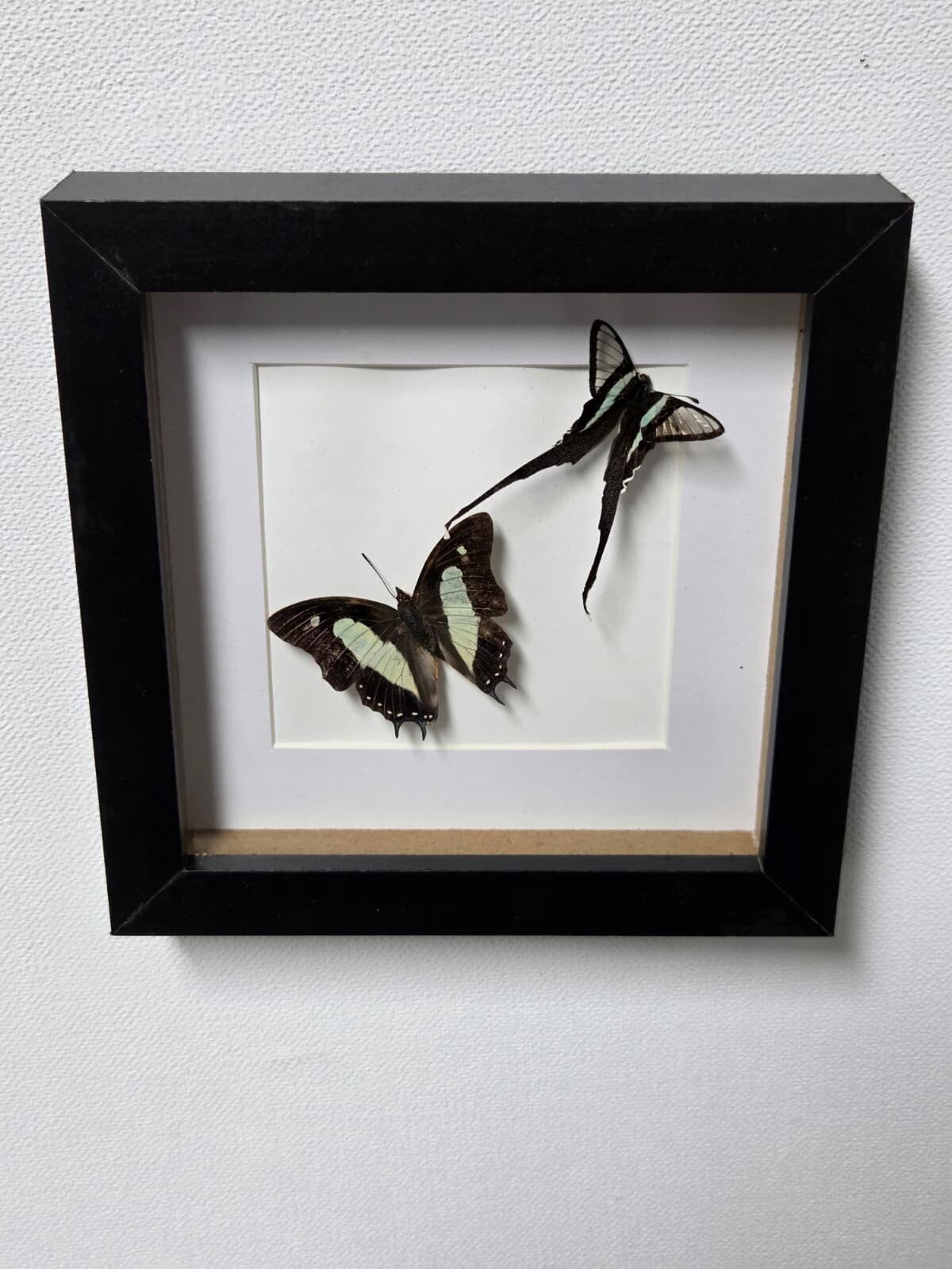 Lamproptera meges, groene sleepvlinder & Polyura athamas