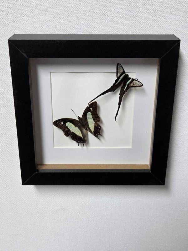 Lamproptera meges, groene sleepvlinder & Polyura athamas