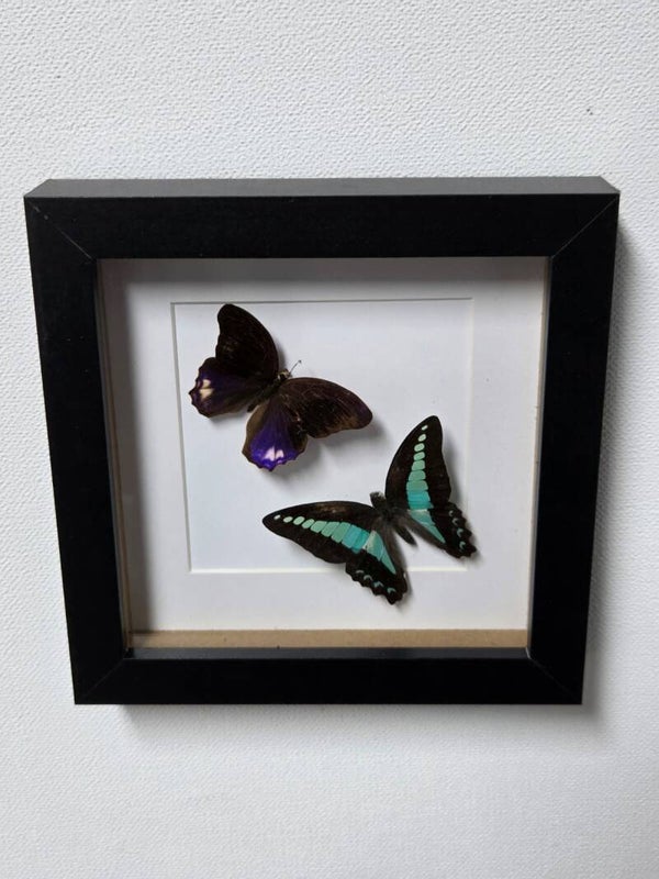 Terinos terpander & Graphium Sarpedon