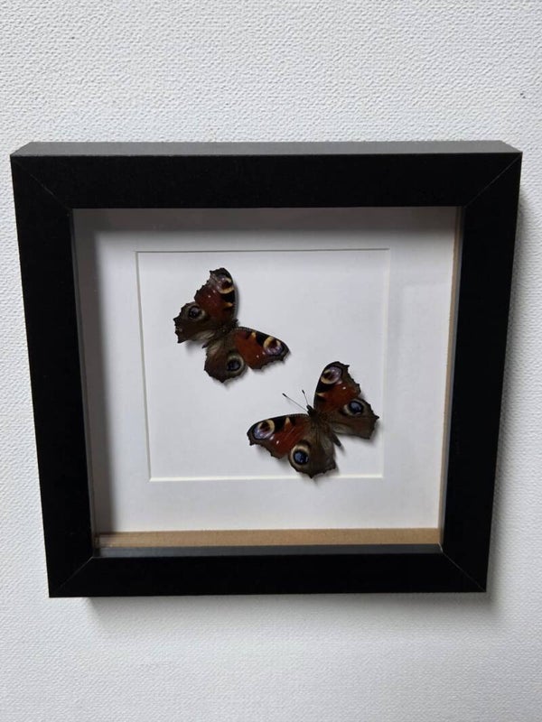 Aglais io, Dagpauwoog