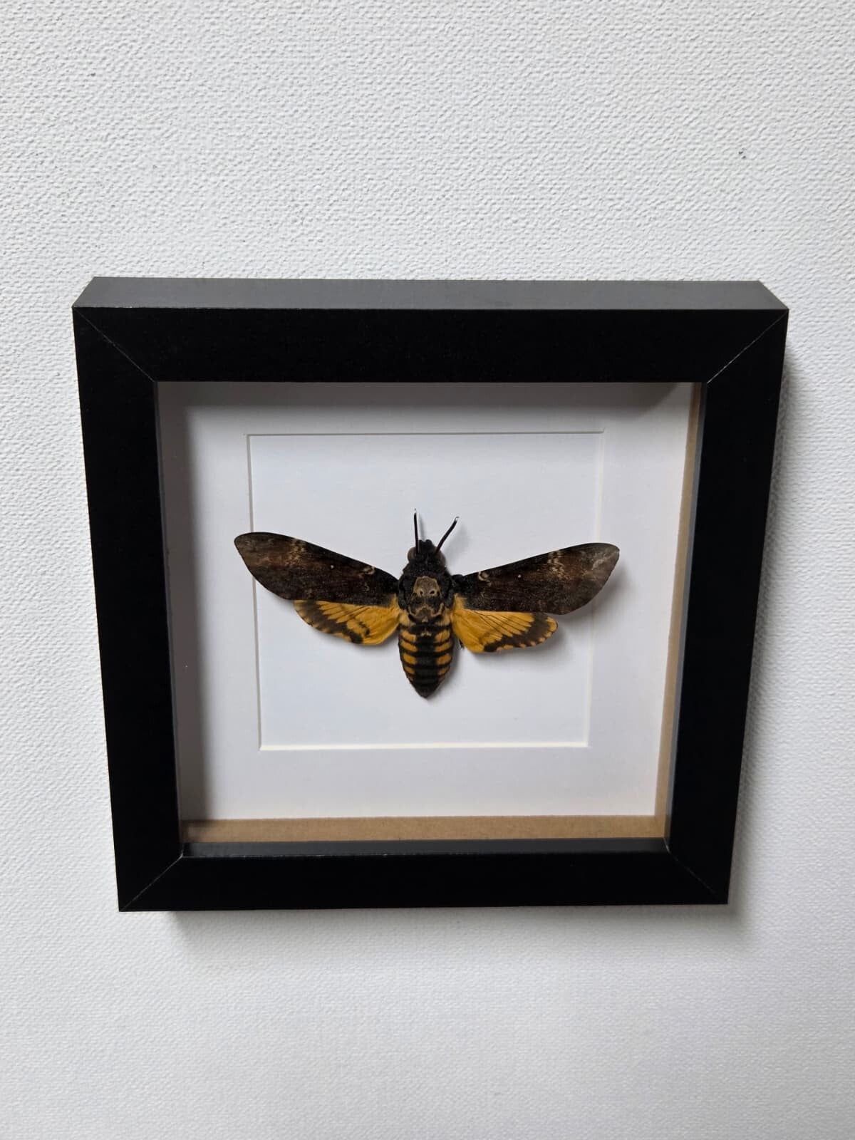 Acherontia Atropos, Doodshoofdvlinder