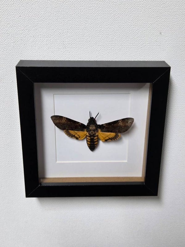 Acherontia Atropos, Doodshoofdvlinder