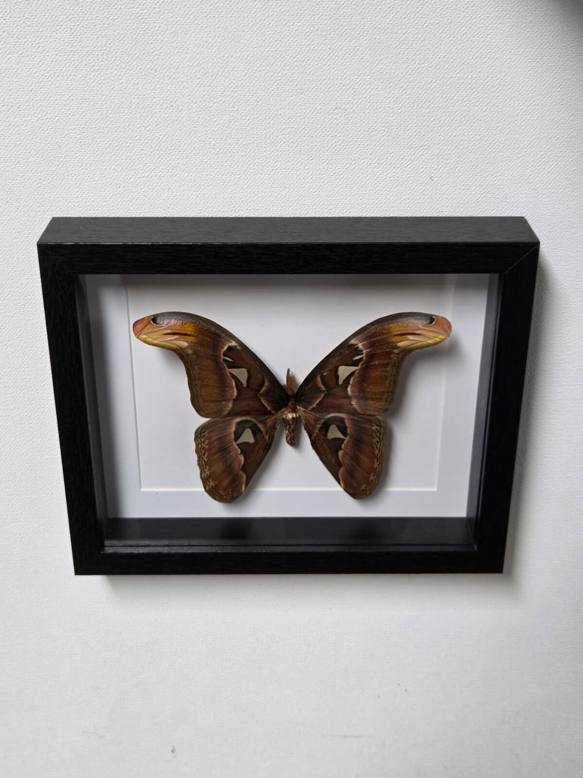 Attacus atlas, Atlas vlinder