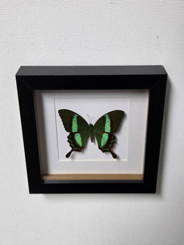 Papilio deadalus