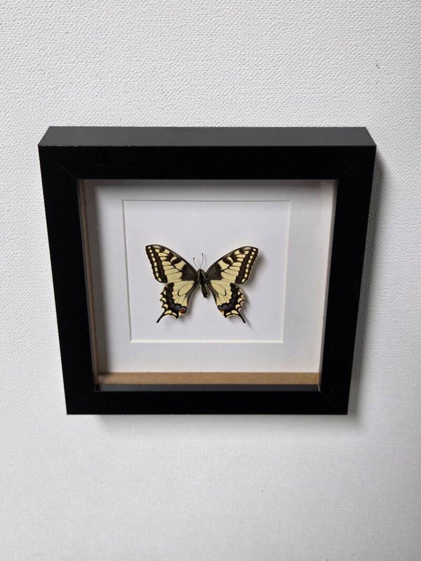 Papilio machaon, Koninginnepage