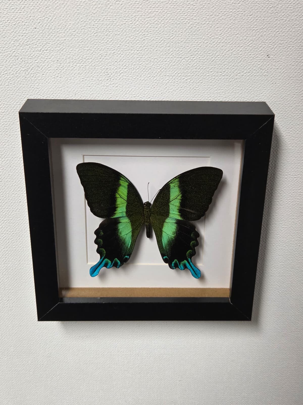 Papilio Blumei