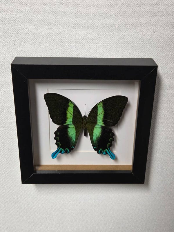 Papilio Blumei