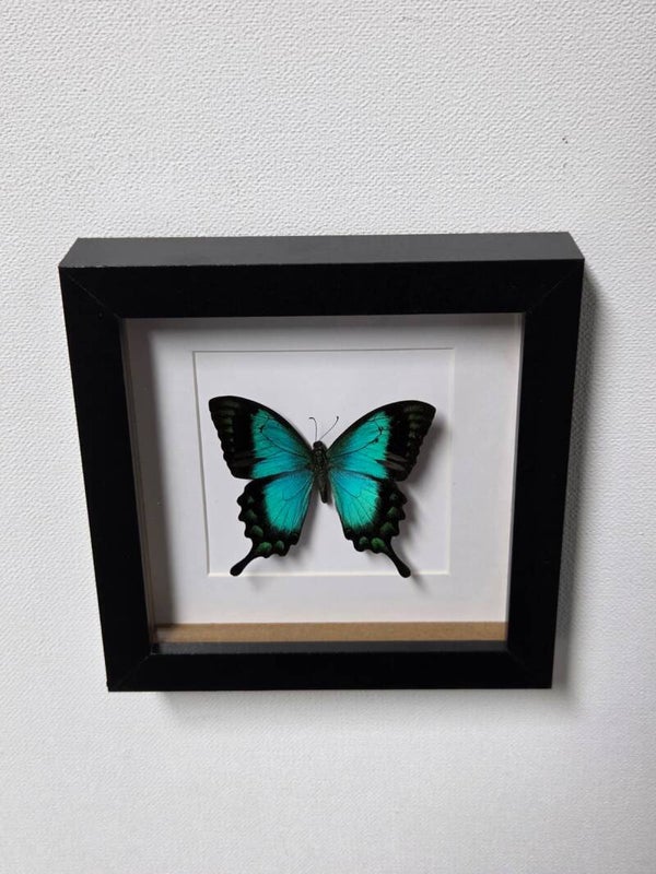 Papilio lorquinianus albertisi