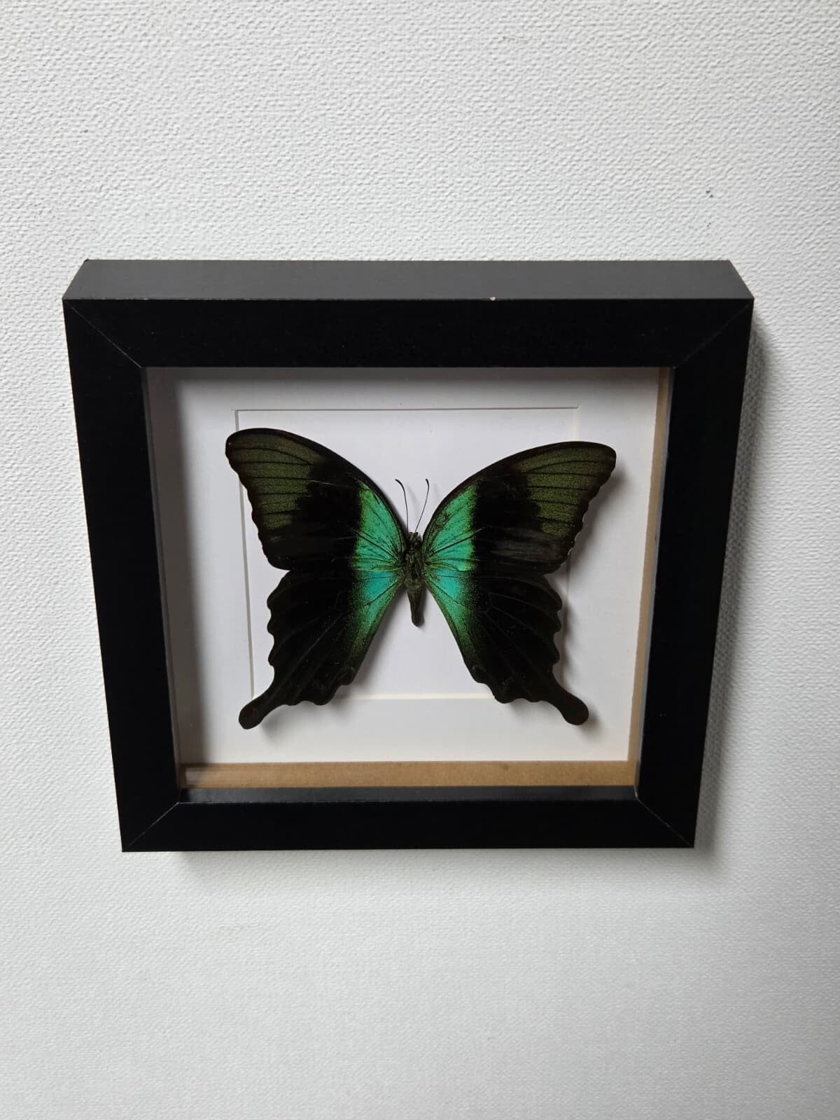 Papilio peranthus adamantius