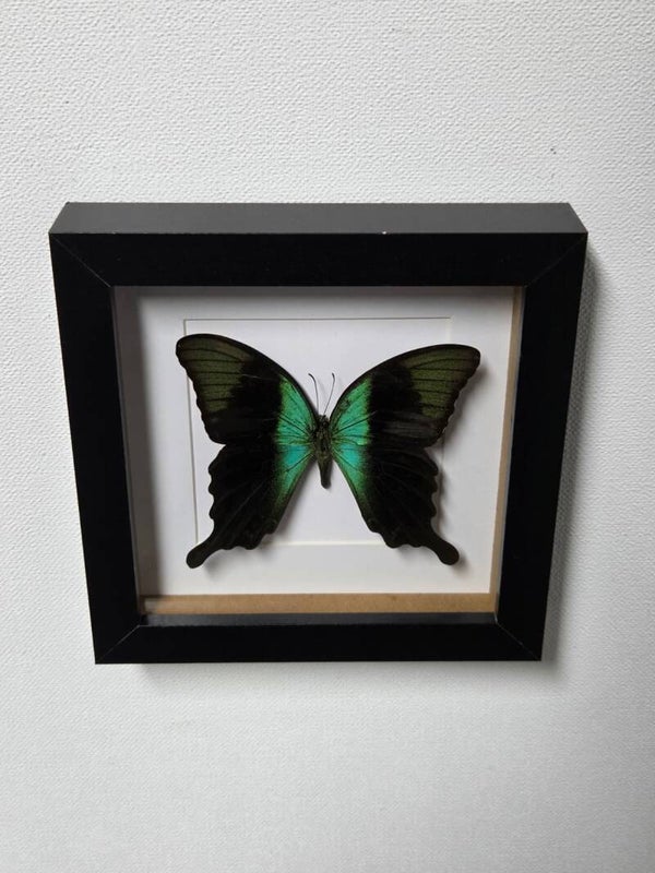 Papilio peranthus adamantius